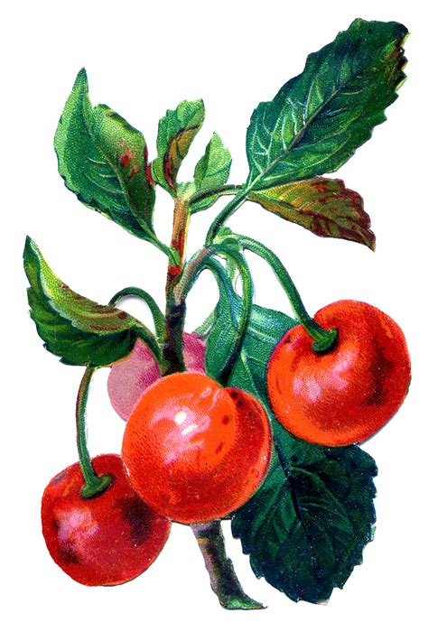 Vintage Fruit Graphic Cherries The Graphics Fairy