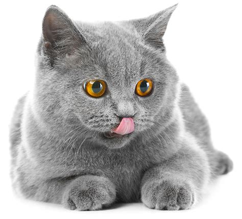 British Shorthair Happy Cat 81021 Nama Untuk Kucing Comel Lucu Dan Unik