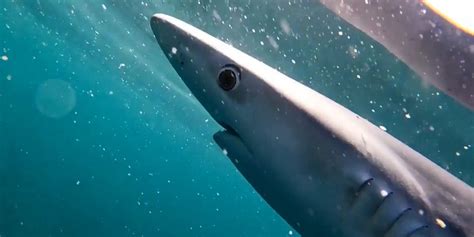 Blue Shark Spotted Swimming Off Coast Of Cornwall Indy100