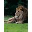 Lion Wildlife Photography  John Sheppard