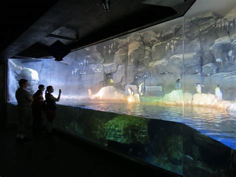 Ppg Aquarium Coldwater Climates King Macaroni And Gentoo Penguin