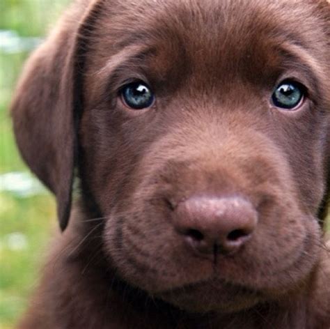This is the website i got the info from two chocolate labs will always have chocolate labs. Brown labrador with blue eyes | Perros, Cachorros y Perros ...