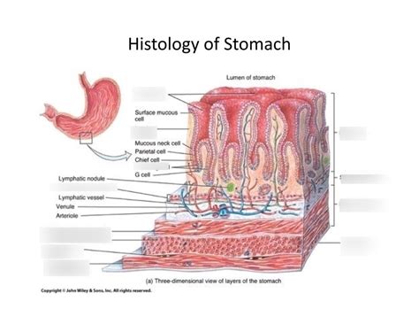 Digestive System Histology Of The Stomach Diagram Quizlet