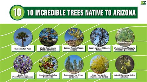 10 Incredible Trees Native To Arizona A Z Animals