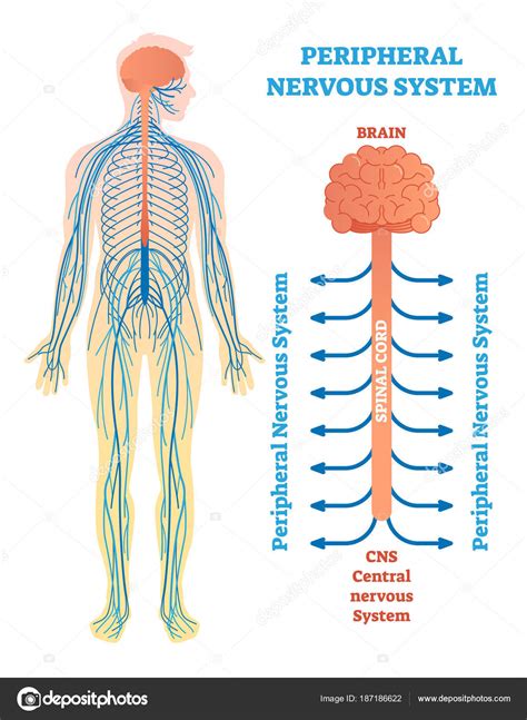Sistema Nervioso Periférico Diagrama De Ilustración De Vectores
