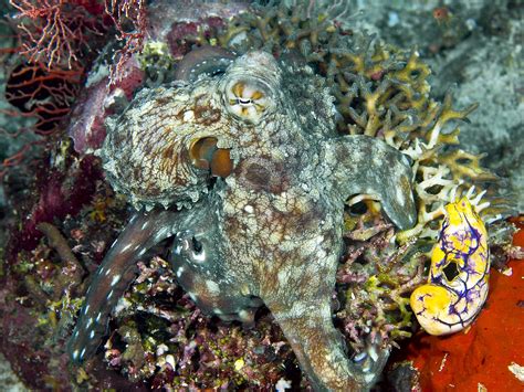 Dollzis Leafy Sea Dragon Camouflage Facts
