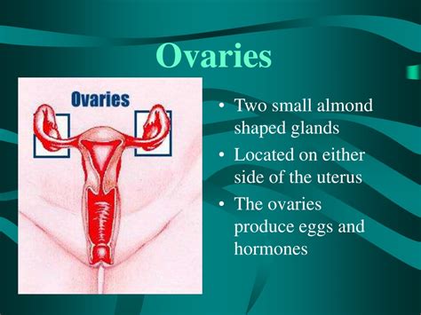 Female Reproductive System Ppt Blogmangwahyu