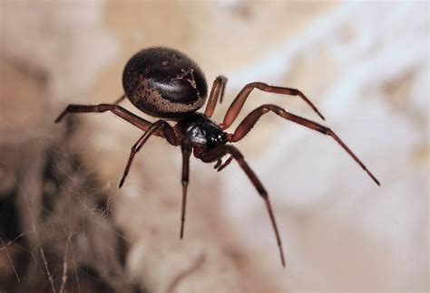 The Truth About Steatoda Nobilis The ‘daily Mail Spider Is It The Uk