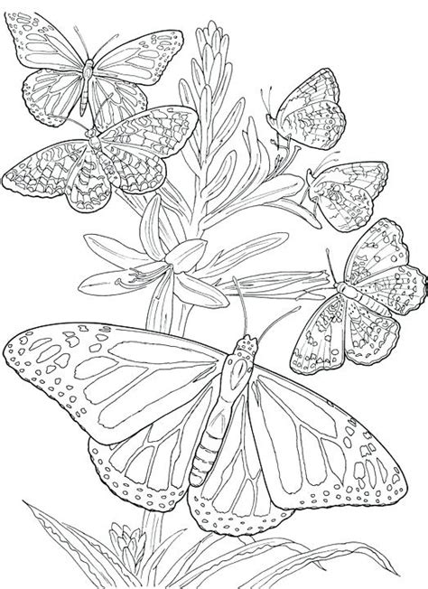 Swallowtails, monarch butterfly, cabbage butterflies and sulpher butterflies. Small Butterfly Coloring Pages at GetColorings.com | Free ...