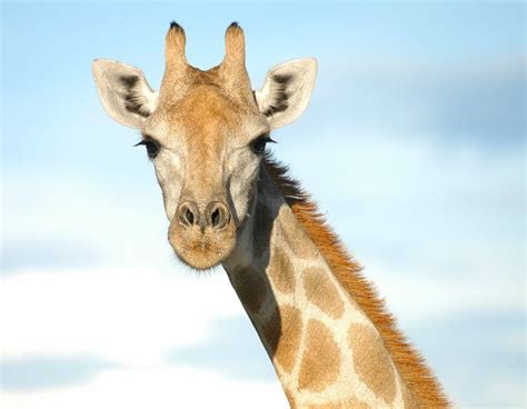 Giraffe Giraffa Camelopardalis Giraffes Are Very Big Animals And