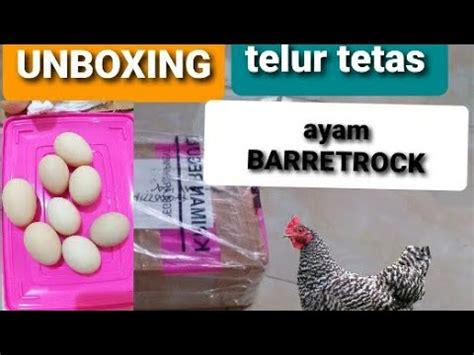 Unboxing Telur Tetas Ayam Baretrock Ayam Kampung Tipe Petelur Youtube