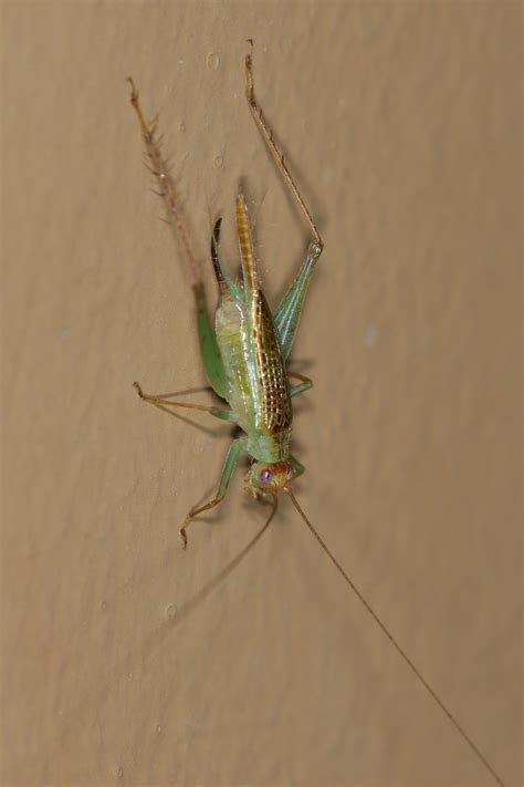Cyrtoxipha Sp Green Sword Tail Cricket Costa Rica Kleintiergalerie