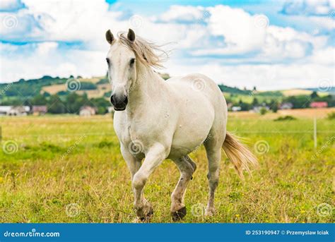White Horse Running On Green Meadow Horse Stud Theme Stock Image