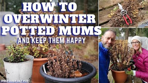 😀 How To Overwinter Potted Mums Sgd 259 😀 Youtube