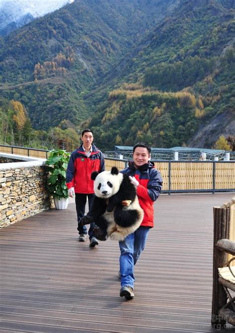 New Wolong Giant Panda Center Opened In Gengda
