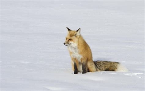 Species Spotlight Red Fox A Sly And Extremely High Jumper — Alaska