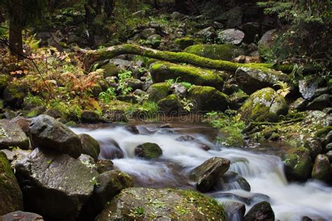 Stream In Nature Wilderness Stock Photo Image Of Leafage Rocks 65542204