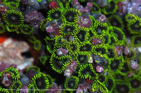 Collectors Choice Wysiwyg Item Super Green Zoanthids With Red Sponge