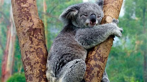 Petition · Do You Want To Lose Koalas One Of Australias Native