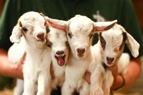 The 34 Cutest Baby Pygmy Goats On The Internet