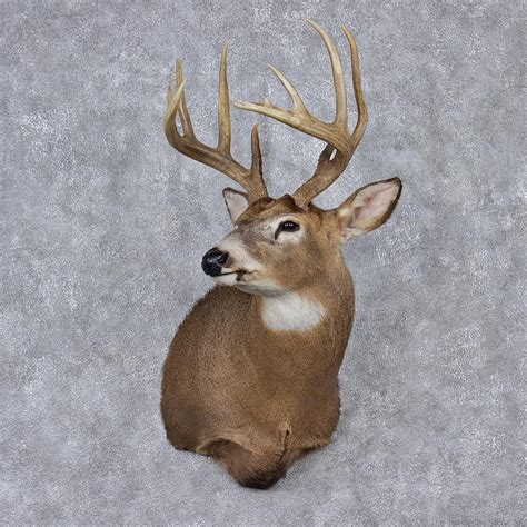 Whitetail Deer Mount For Sale 12523 The Taxidermy Store
