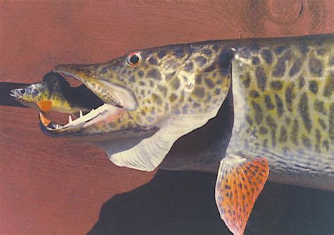 Maybe you would like to learn more about one of these? fish