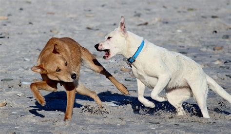 How To Safely Break Up A Dog Fight At The Dog Park