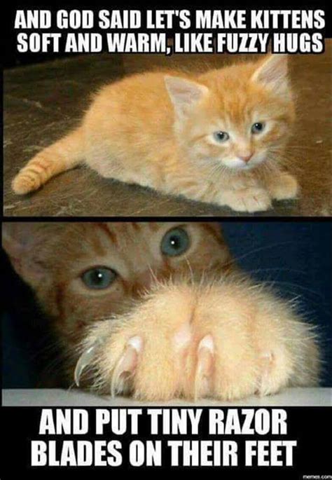Funny Animal Pictures 23 Pics Animals Funny Cats Funny Cat Memes