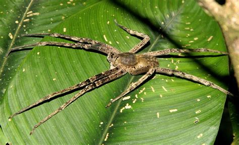 Brazilian Wandering Spider Phoneutria Sp A Male Phoneutr Flickr
