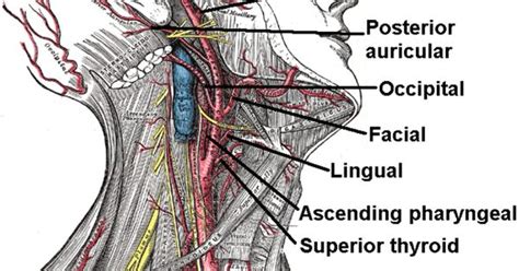 The main arteries in the neck are the common carotids, and the main veins of the neck that return the blood scalenus posterior, the smallest and most deeply seated of the 3 scaleni, arises, by 2 or 3. arteries in the neck | What, Where is the Neck Carotid ...