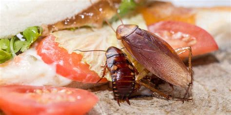 Large Spike In Cockroaches Invading Brisbane Homes I Loseley Park