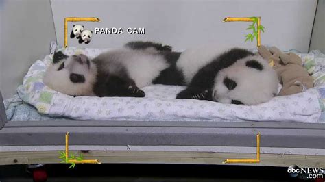 Help Name Cute Baby Twin Pandas Youtube