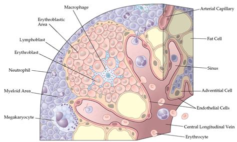 Bone Marrow Types Structure And Functions