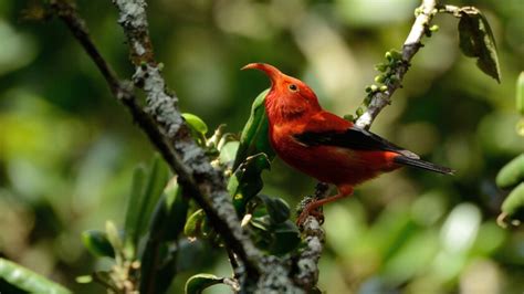 Extinction Looms For Native Bird Species On The Hawaiian Island Of