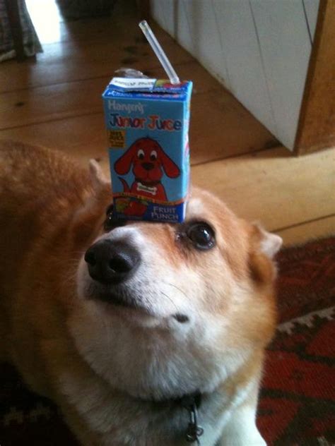 Corgi Has Innate Talent For Balancing Things On Her Head 26 Pics