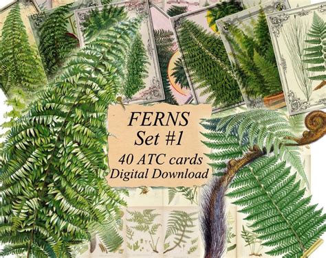 Ferns Set 1 Digital Collage Sheet 40 Atc Cards Printable Instant