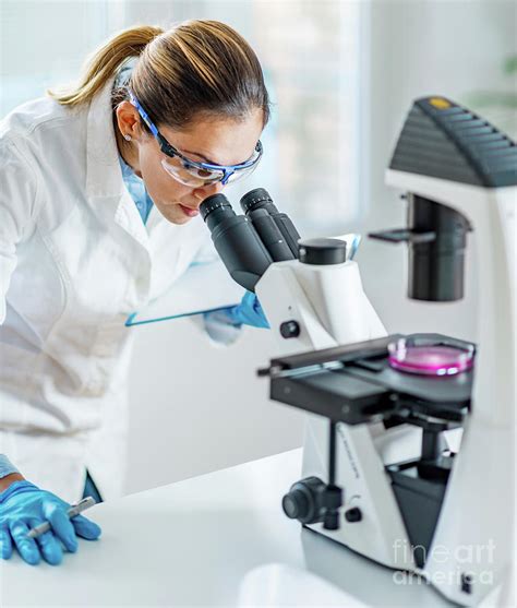 Scientist Using Light Microscope Photograph By Microgen Imagesscience