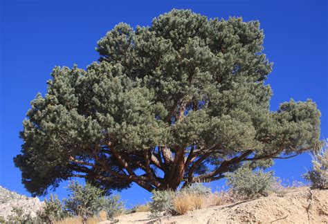 Pinyon Pine és Un Arbre Curt I Matollar