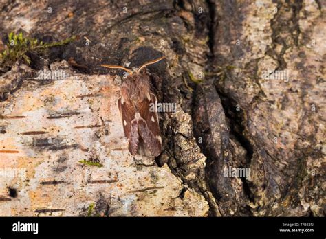 Small Eggar Eriogaster Lanestris Bombyx Lanestris Male Camouflaged