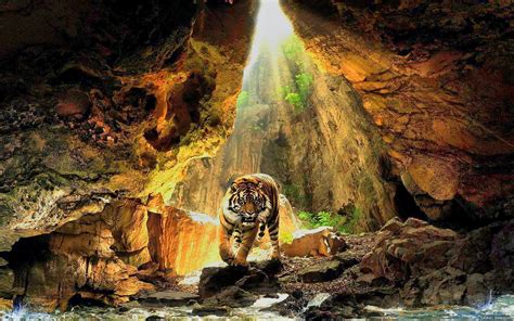 Bengal Tiger Tiger Cave Sunlight Nature Hd Wallpaper Wallpaper Flare