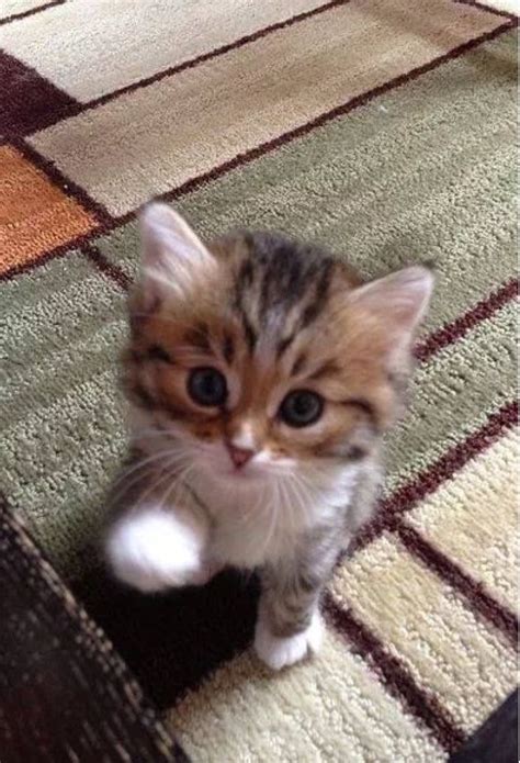 Pin By Angela Van On Mindblower Inner Smile Kittens Cutest Cute