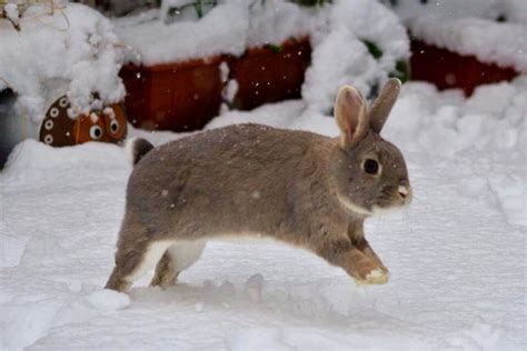 Bunny In The Snow Cute Baby Bunnies Cute Animals Animal Pictures