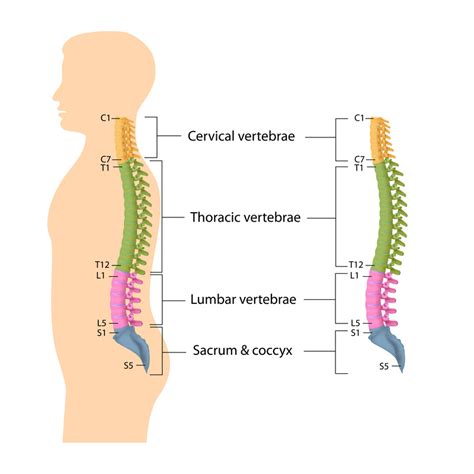 Information About Spine And Intervetebral Disc Anatomy Dr David Oehme