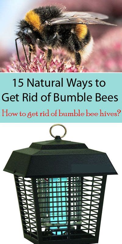 15 Natural Ways To Get Rid Of Bumble Bees Bumble Bee Bumble Bee Nest