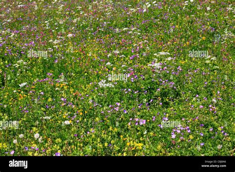 Alp Alps Alpine Flowers Alpine Flora Alpine Meadow Meadow Flowers