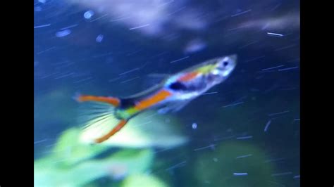 Endlers Poecilia Wingei Livebearers Tropical Fish For Freshwater