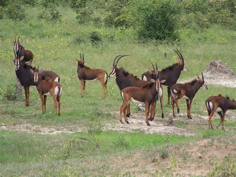Sable Antelope Hippotragus Niger Victoria Sable Antelope Zimbabwe