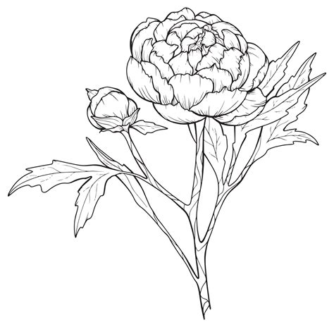 Peony Outline Isolated Line Art Peonies Floral Line Art Botanical