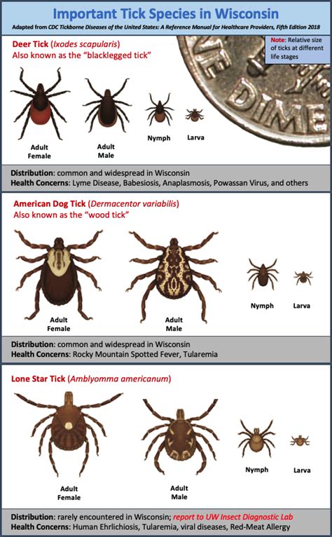 The Abcs Of Tick Season In Wisconsin Insect Diagnostic Lab
