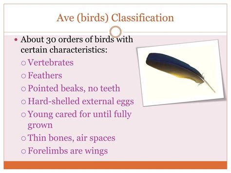 Clasification Of Birds 56e